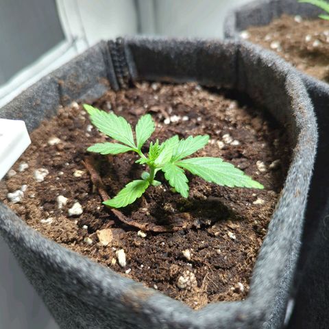 Apple Fritter  #3 growlog timeline photo