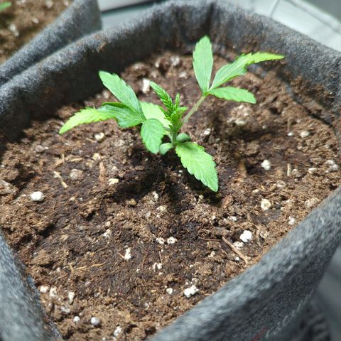 Apple Fritter  #2 growlog timeline photo