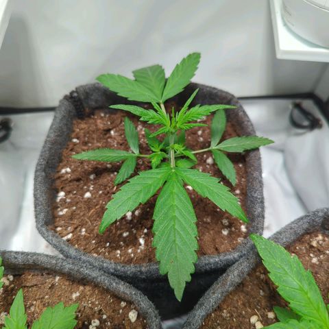 Apple Fritter  #1 growlog timeline photo