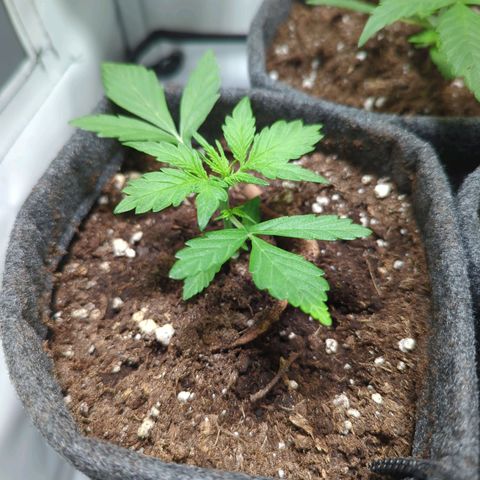 Apple Fritter  #3 growlog timeline photo