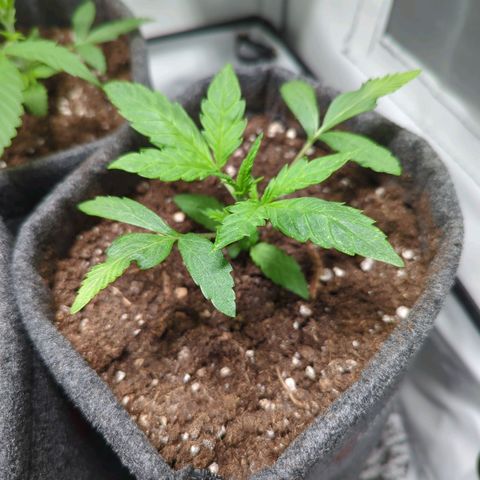 Apple Fritter  #2 growlog timeline photo