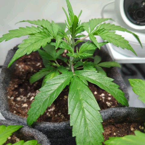 Apple Fritter  #1 growlog timeline photo