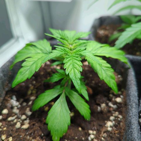 Apple Fritter  #3 growlog timeline photo