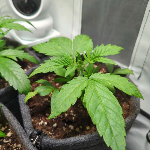 Apple Fritter  #2 growlog timeline photo