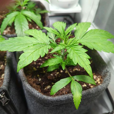 Apple Fritter  #2 growlog timeline photo