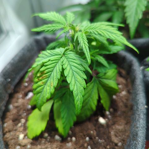 Apple Fritter  #3 growlog timeline photo