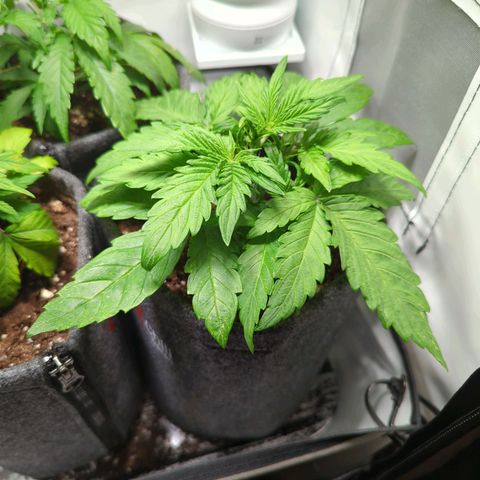 Apple Fritter  #2 growlog timeline photo