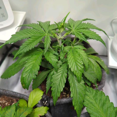 Apple Fritter  #1 growlog timeline photo