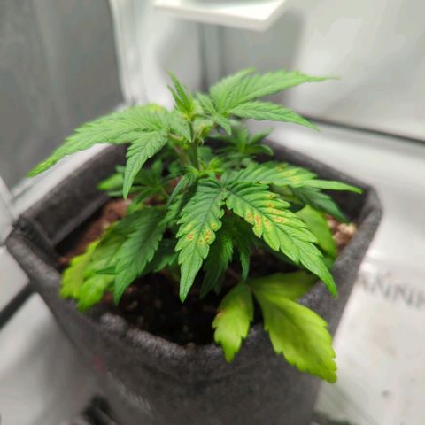 Apple Fritter  #3 growlog timeline photo