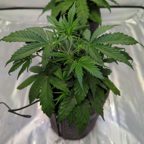 Apple Fritter  #1 growlog timeline photo