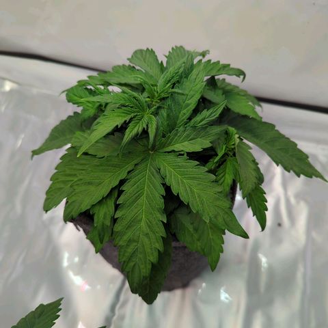 Apple Fritter  #2 growlog timeline photo