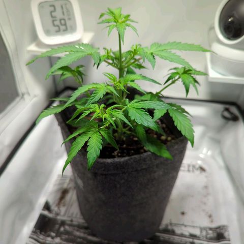 Apple Fritter  #3 growlog timeline photo