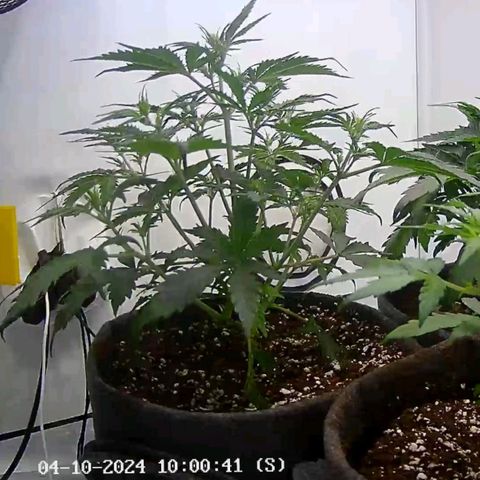 Apple Fritter  #1 growlog timeline photo