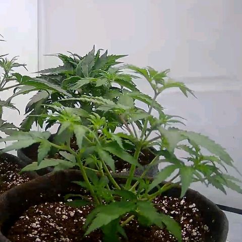 Apple Fritter  #3 growlog timeline photo