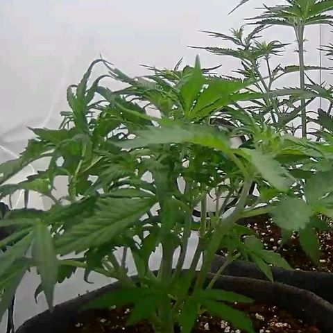 Apple Fritter  #2 growlog timeline photo