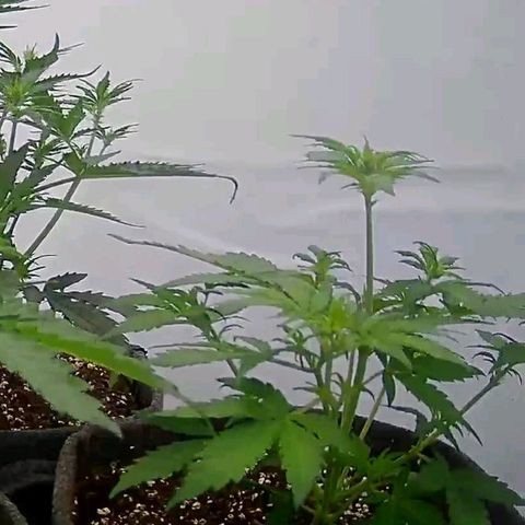 Apple Fritter  #3 growlog timeline photo