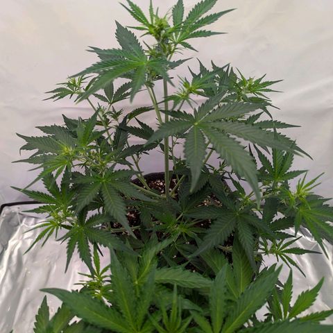 Apple Fritter  #1 growlog timeline photo