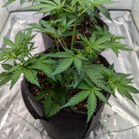 Apple Fritter  #3 growlog timeline photo