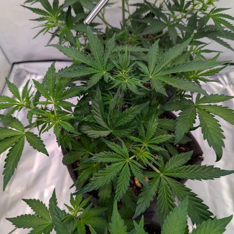 Apple Fritter  #2 growlog timeline photo