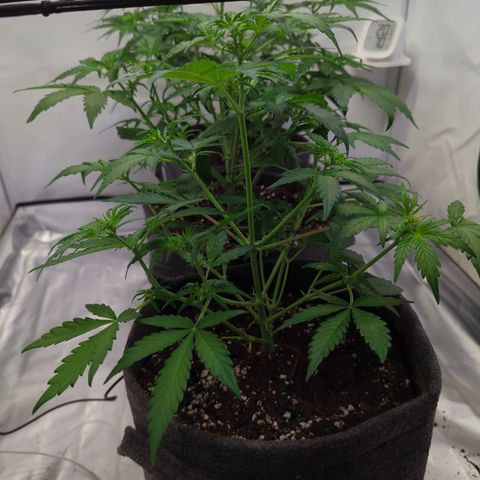 Apple Fritter  #3 growlog timeline photo