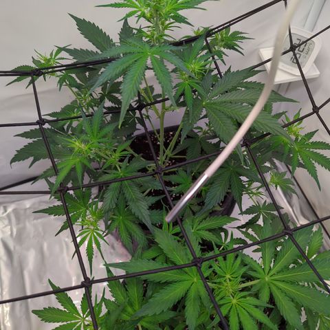 Apple Fritter  #1 growlog timeline photo