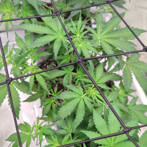 Apple Fritter  #2 growlog timeline photo