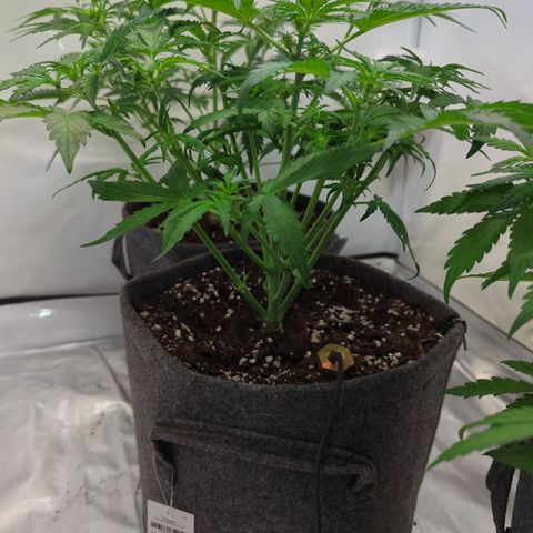 Apple Fritter  #2 growlog timeline photo