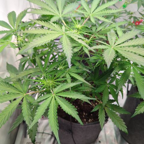 Apple Fritter  #2 growlog timeline photo