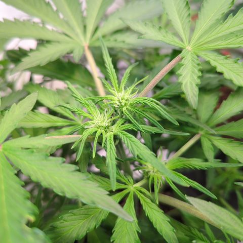 Apple Fritter  #2 growlog timeline photo