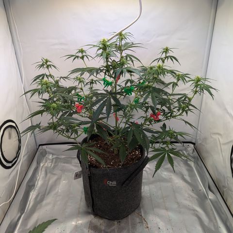 Apple Fritter  #1 growlog timeline photo
