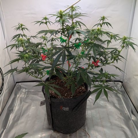 Apple Fritter  #1 growlog timeline photo
