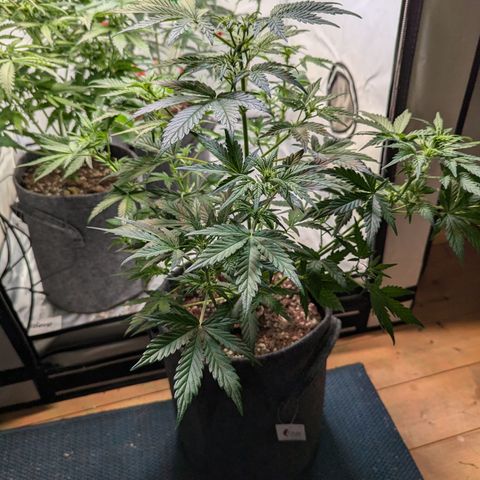 Apple Fritter  #3 growlog timeline photo