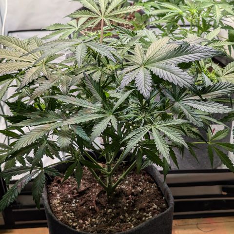 Apple Fritter  #2 growlog timeline photo