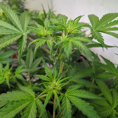 Apple Fritter  #3 growlog timeline photo