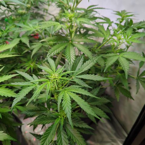 Apple Fritter  #3 growlog timeline photo