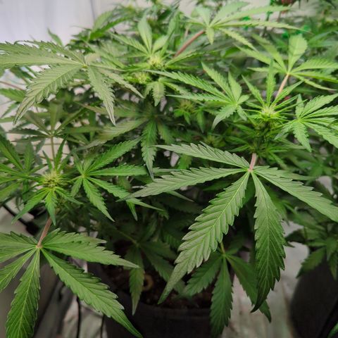 Apple Fritter  #2 growlog timeline photo