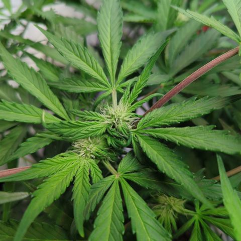 Apple Fritter  #2 growlog timeline photo