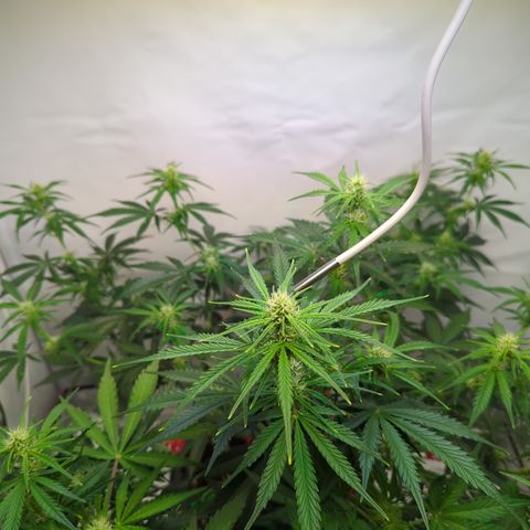 Apple Fritter  #1 growlog timeline photo