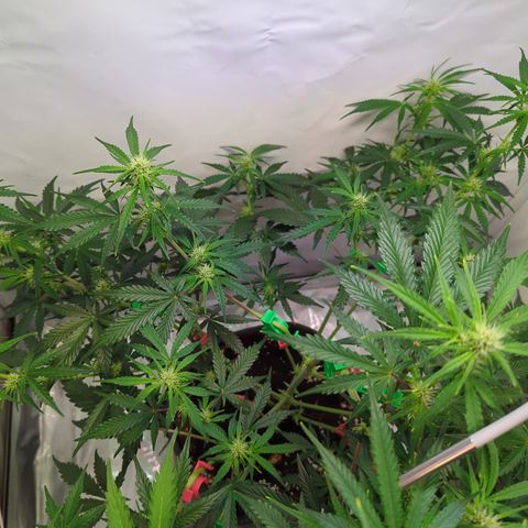 Apple Fritter  #1 growlog timeline photo