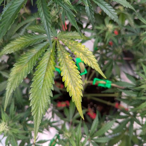Apple Fritter  #1 growlog photo: Stickstoffmangel? Trocken gefallen?
Lockout?
Erde fühlte sich sehr trocken an.