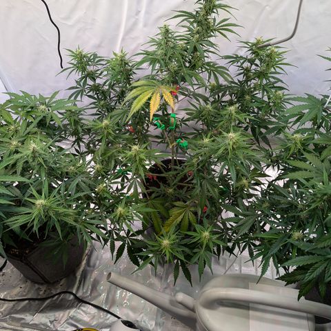 Apple Fritter  #1 growlog photo: Calciummangel an 3 Blättern