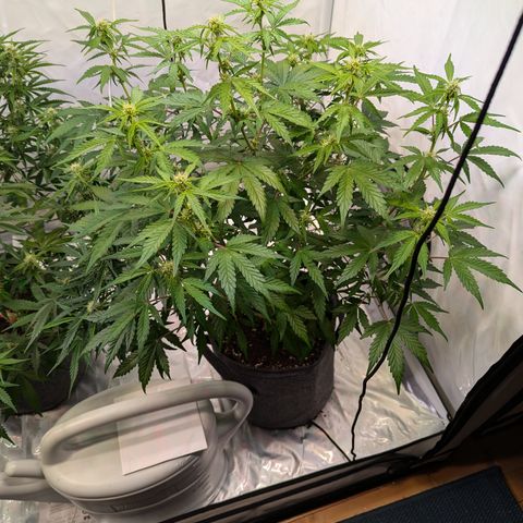 Apple Fritter  #3 growlog photo: Leichter Calciummangel an 2 Blättern 