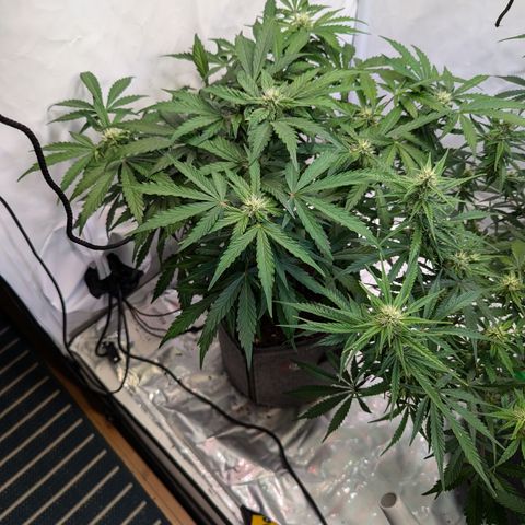 Apple Fritter  #2 growlog timeline photo