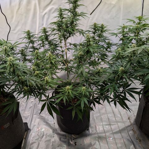 Apple Fritter  #1 growlog timeline photo