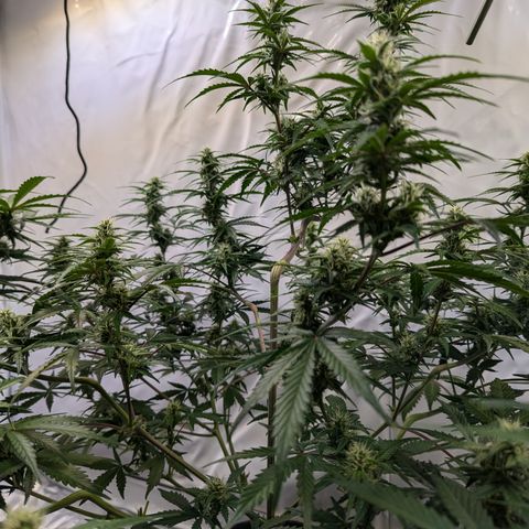 Apple Fritter  #1 growlog timeline photo