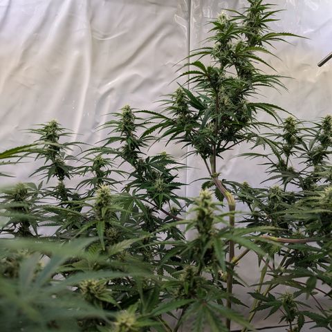 Apple Fritter  #1 growlog timeline photo