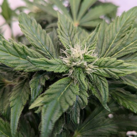 Apple Fritter  #2 growlog timeline photo