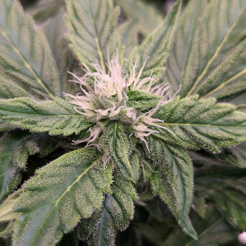 Apple Fritter  #2 growlog timeline photo