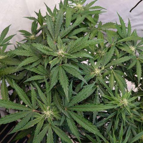 Apple Fritter  #2 growlog timeline photo
