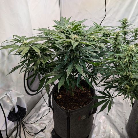 Apple Fritter  #2 growlog timeline photo